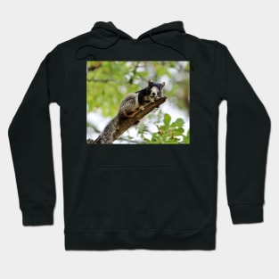 Fox Squirrel Hoodie